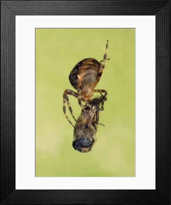 Framed Print : Picture No. 10855756 Framed Print : Picture No. 10855756