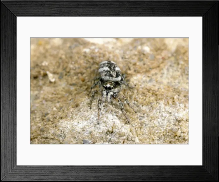 Framed Print : Picture No. 10855754 Framed Print : Picture No. 10855754