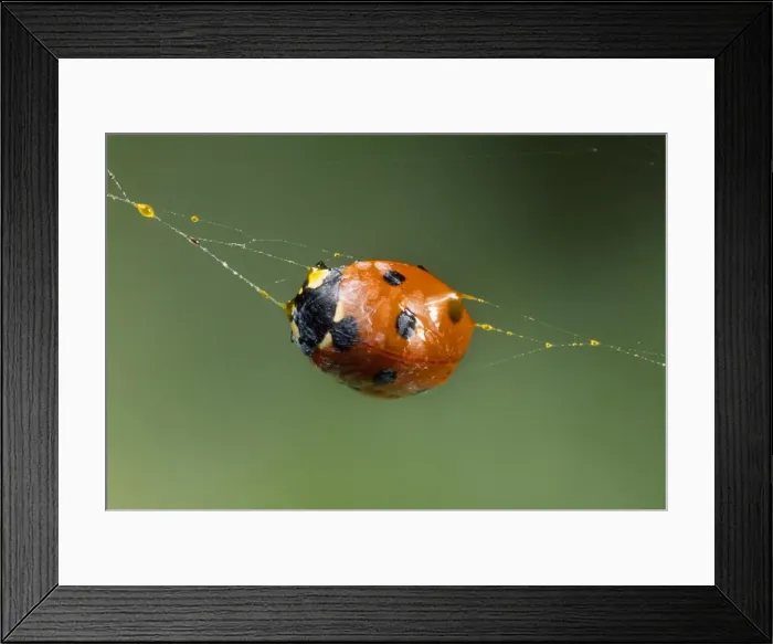 Framed Print : Picture No. 10855743 Framed Print : Picture No. 10855743