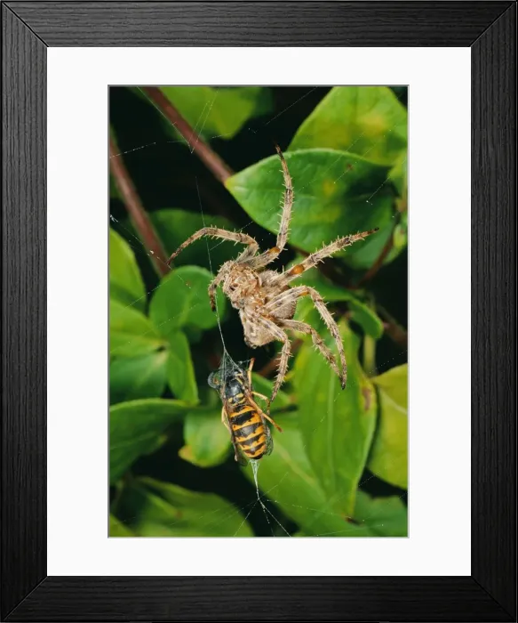 Framed Print : Picture No. 10855760 Framed Print : Picture No. 10855760