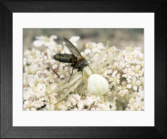 Framed Print : Picture No. 10855771 Framed Print : Picture No. 10855771