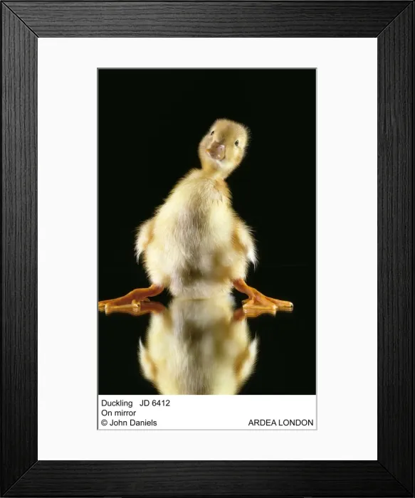 Framed Print : Picture No. 10851706 Framed Print : Picture No. 10851706