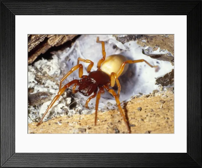 Framed Print : Picture No. 10855774 Framed Print : Picture No. 10855774