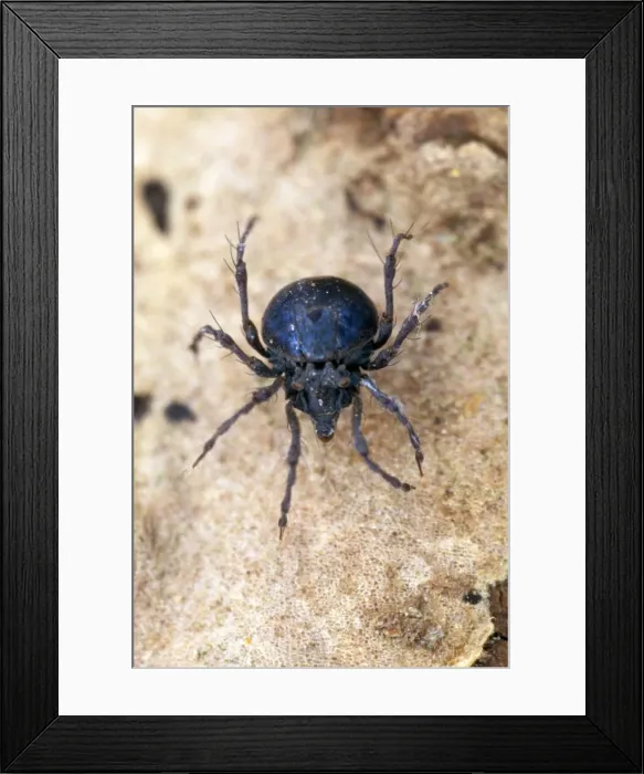 Framed Print : Picture No. 10855750 Framed Print : Picture No. 10855750