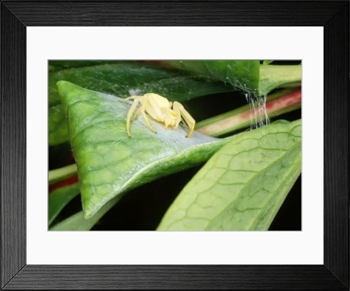 Framed Print : Picture No. 10855769 Framed Print : Picture No. 10855769