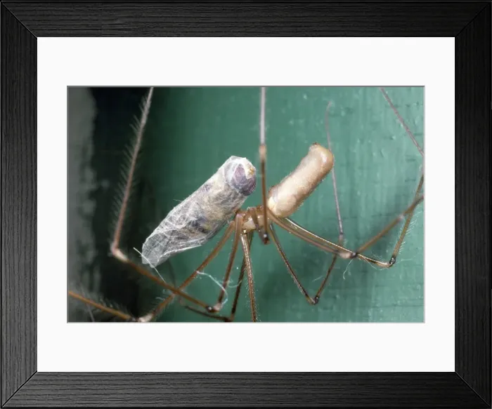 Framed Print : Picture No. 10855773 Framed Print : Picture No. 10855773