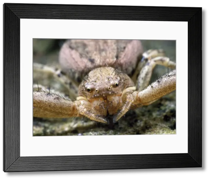 Framed Print : Picture No. 10855772 Framed Print : Picture No. 10855772