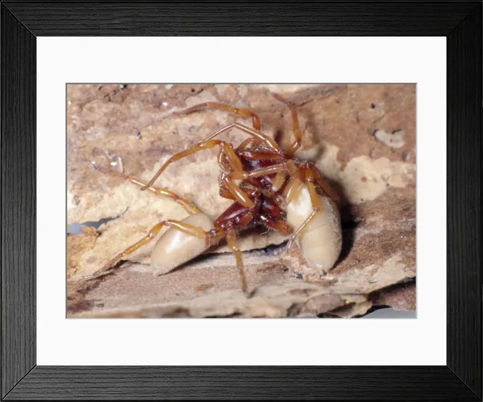 Framed Print : Picture No. 10855776 Framed Print : Picture No. 10855776