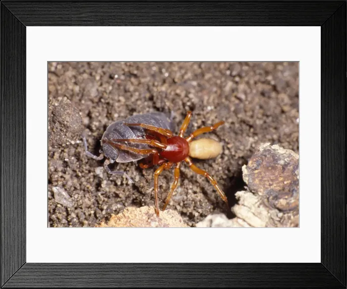 Framed Print : Picture No. 10855775