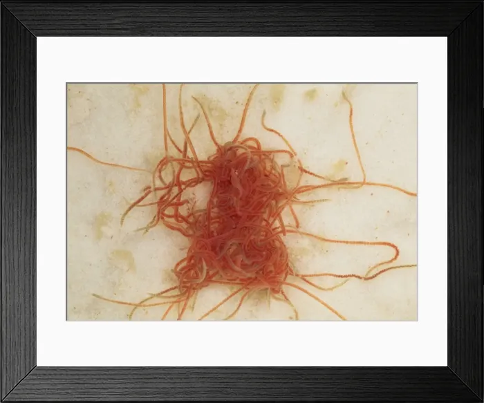 Framed Print : Picture No. 10855792 Framed Print : Picture No. 10855792