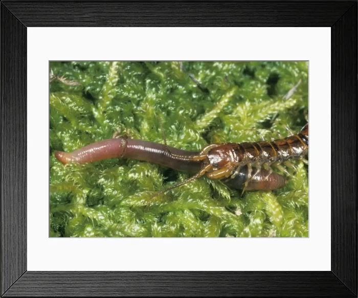 Framed Print : Picture No. 10855791 Framed Print : Picture No. 10855791