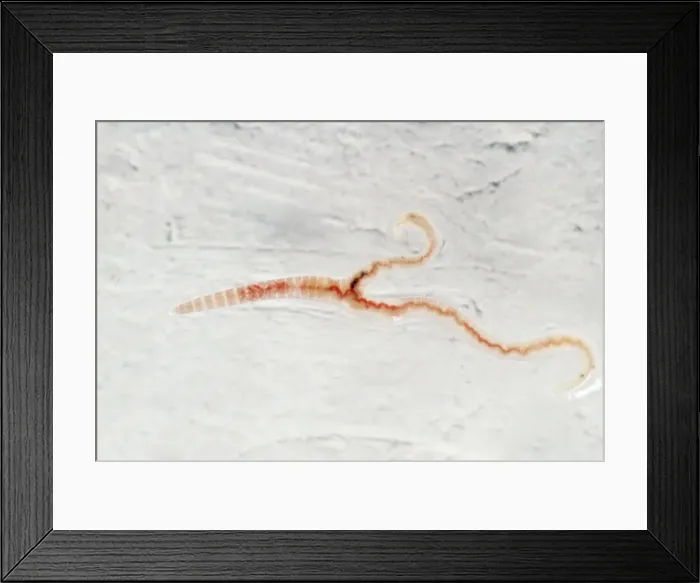 Framed Print : Picture No. 10855807 Framed Print : Picture No. 10855807