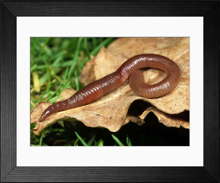 Framed Print : Picture No. 10855808 Framed Print : Picture No. 10855808