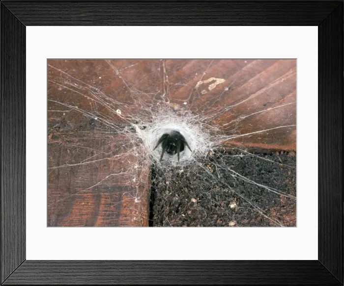 Framed Print : Picture No. 10855785 Framed Print : Picture No. 10855785