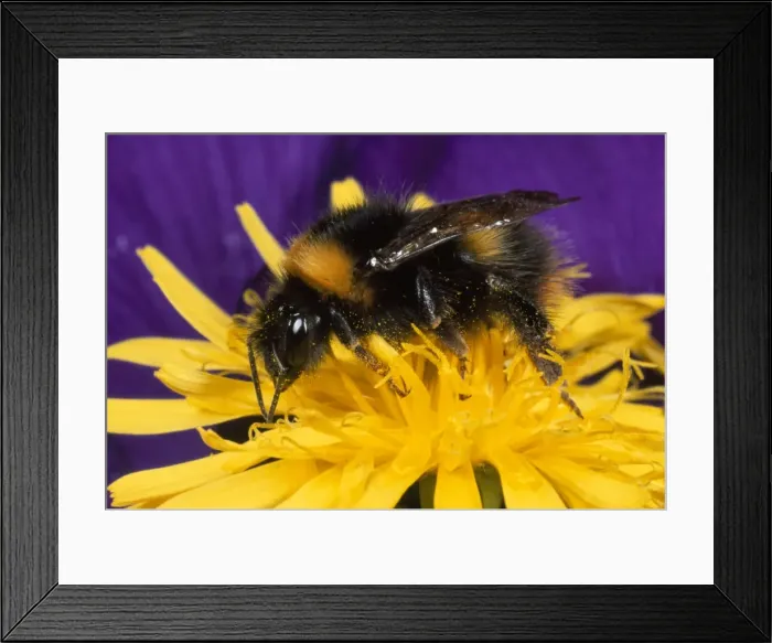 Framed Print : Picture No. 10855819 Framed Print : Picture No. 10855819
