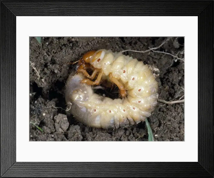 Framed Print : Picture No. 10855834 Framed Print : Picture No. 10855834