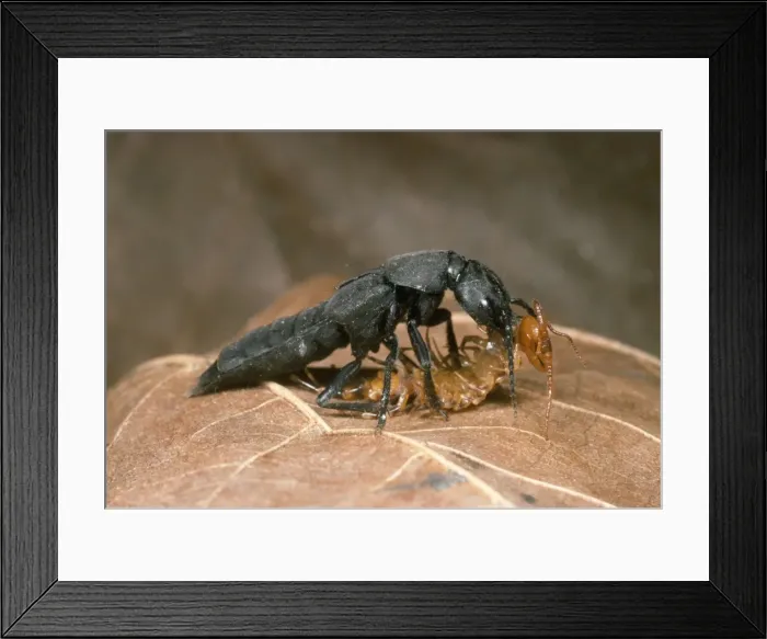 Framed Print : Picture No. 10855836
