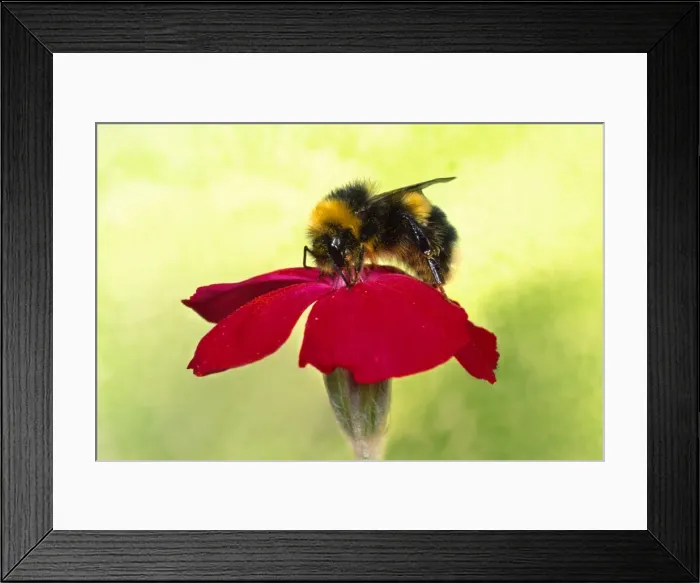 Framed Print : Picture No. 10855815 Framed Print : Picture No. 10855815