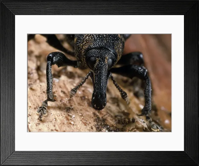 Framed Print : Picture No. 10855838 Framed Print : Picture No. 10855838