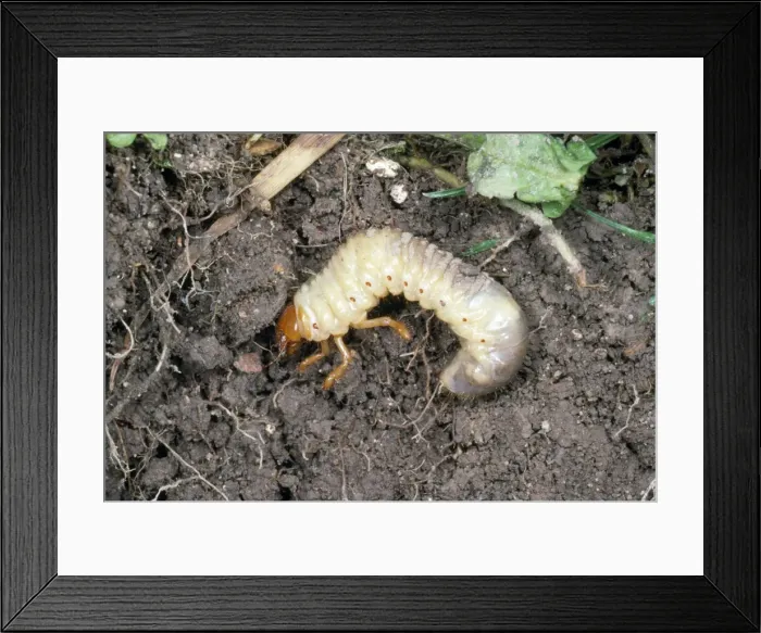Framed Print : Picture No. 10855833 Framed Print : Picture No. 10855833