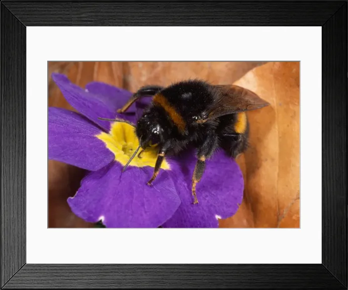 Framed Print : Picture No. 10855823 Framed Print : Picture No. 10855823