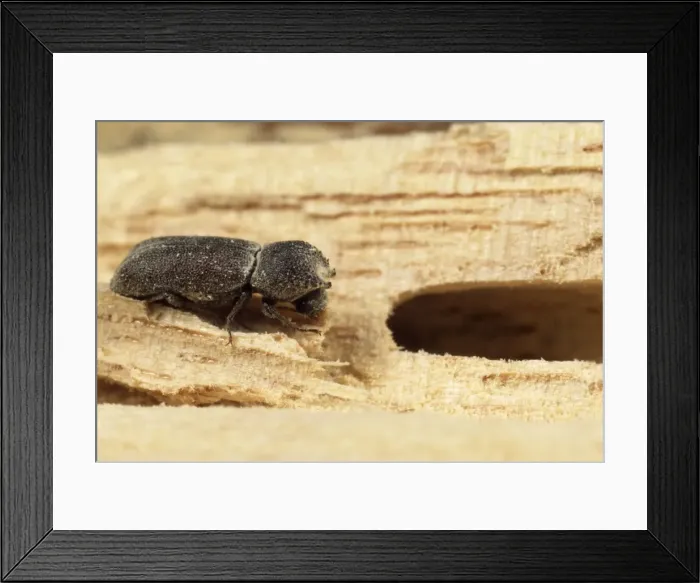 Framed Print : Picture No. 10855853 Framed Print : Picture No. 10855853