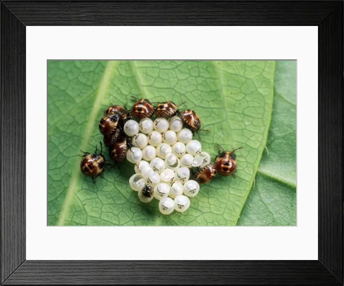Framed Print : Picture No. 10855867 Framed Print : Picture No. 10855867