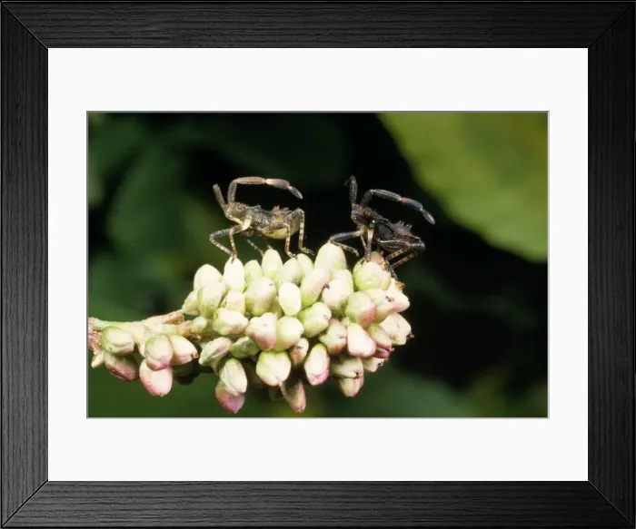 Framed Print : Picture No. 10855873 Framed Print : Picture No. 10855873
