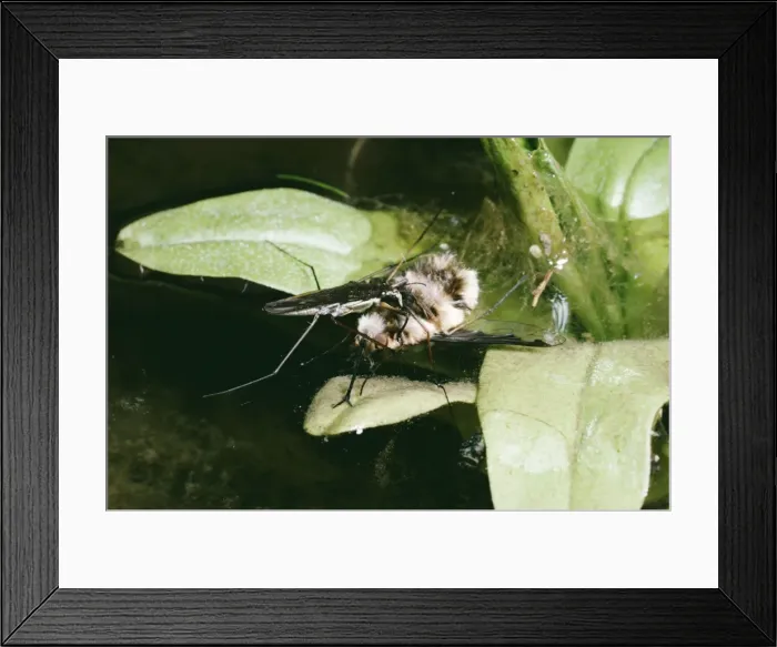 Framed Print : Picture No. 10855881 Framed Print : Picture No. 10855881