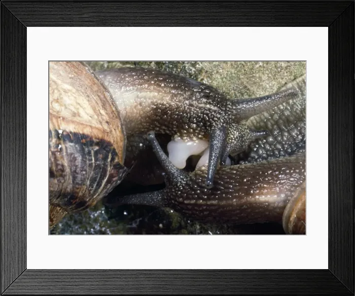 Framed Print : Picture No. 10855906 Framed Print : Picture No. 10855906