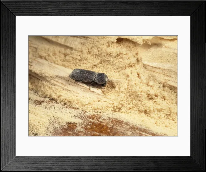 Framed Print : Picture No. 10855852 Framed Print : Picture No. 10855852