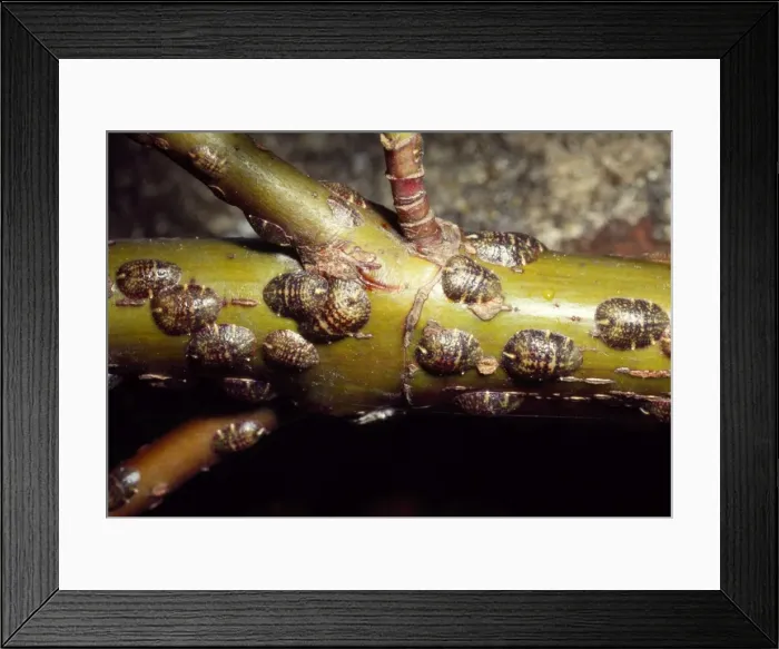 Framed Print : Picture No. 10855877 Framed Print : Picture No. 10855877