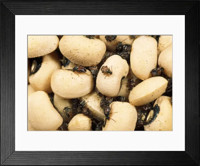 Framed Print : Picture No. 10855854 Framed Print : Picture No. 10855854