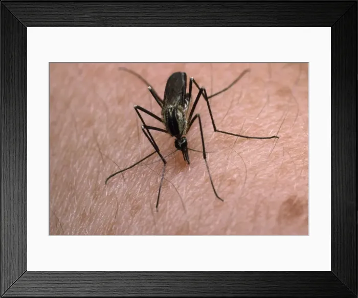 Framed Print : Picture No. 10855927