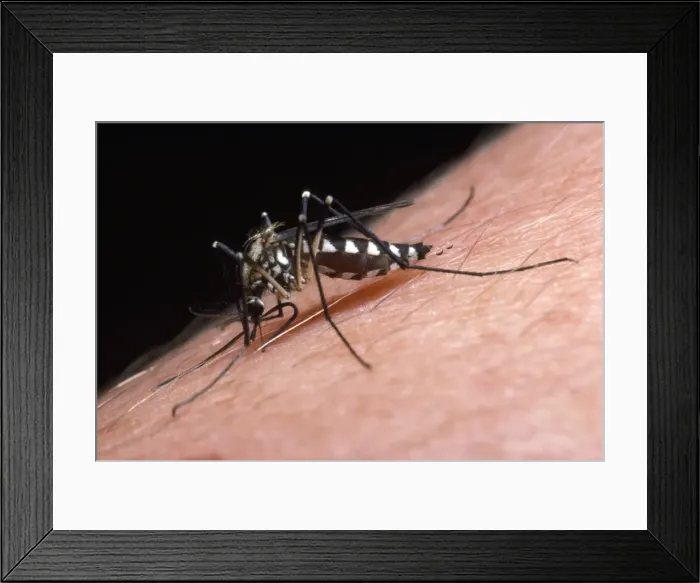 Framed Print : Picture No. 10855928 Framed Print : Picture No. 10855928
