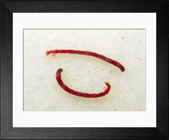 Framed Print : Picture No. 10855931 Framed Print : Picture No. 10855931