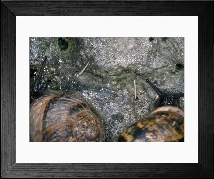 Framed Print : Picture No. 10855908 Framed Print : Picture No. 10855908