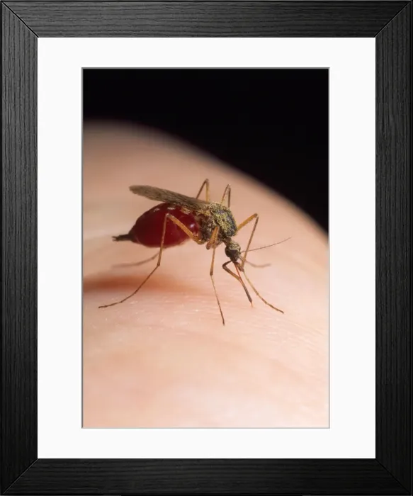 Framed Print : Picture No. 10855930 Framed Print : Picture No. 10855930