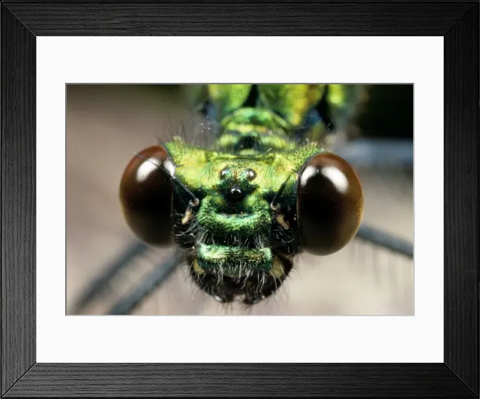 Framed Print : Picture No. 10855989 Framed Print : Picture No. 10855989