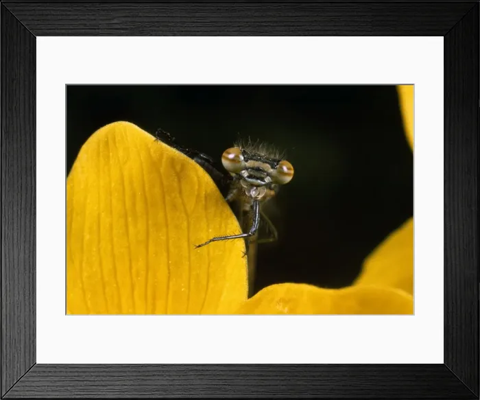 Framed Print : Picture No. 10855990 Framed Print : Picture No. 10855990
