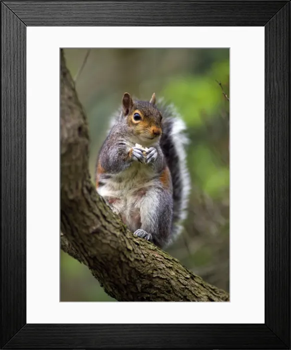 Framed Print : Picture No. 10855923
