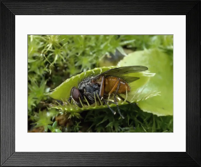 Framed Print : Picture No. 10856013 Framed Print : Picture No. 10856013