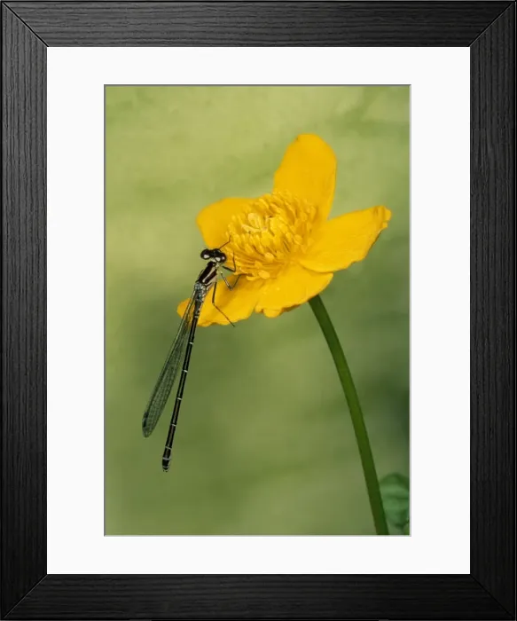 Framed Print : Picture No. 10855982 Framed Print : Picture No. 10855982