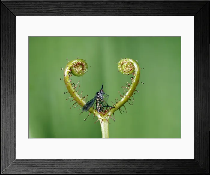 Framed Print : Picture No. 10856000 Framed Print : Picture No. 10856000