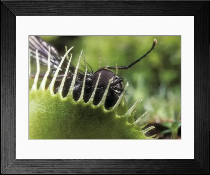 Framed Print : Picture No. 10856015 Framed Print : Picture No. 10856015