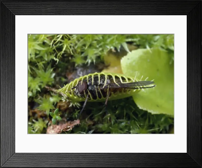 Framed Print : Picture No. 10856014 Framed Print : Picture No. 10856014