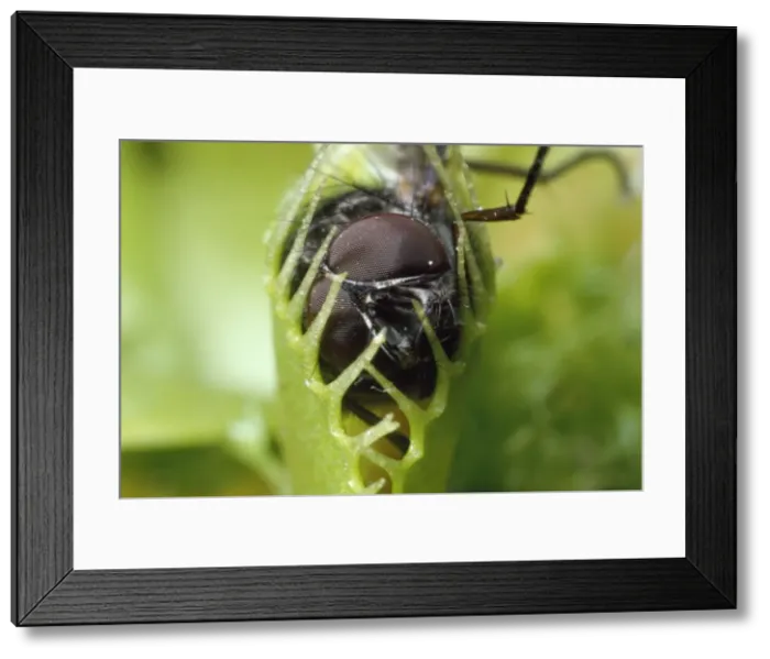 Framed Print : Picture No. 10856016 Framed Print : Picture No. 10856016
