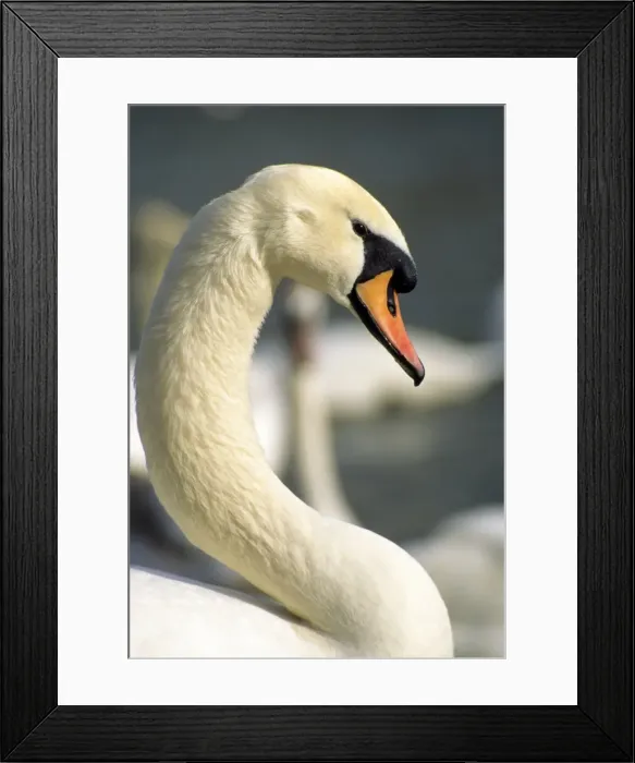 Framed Print : Picture No. 10856012 Framed Print : Picture No. 10856012