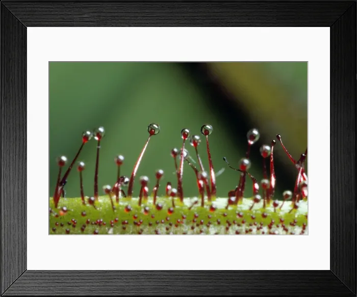 Framed Print : Picture No. 10856001 Framed Print : Picture No. 10856001