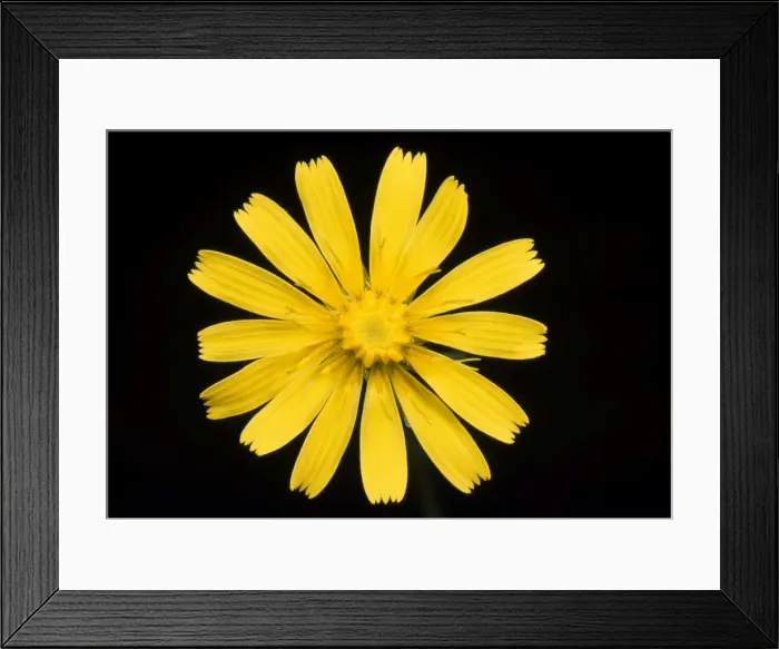 Framed Print : Picture No. 10856028